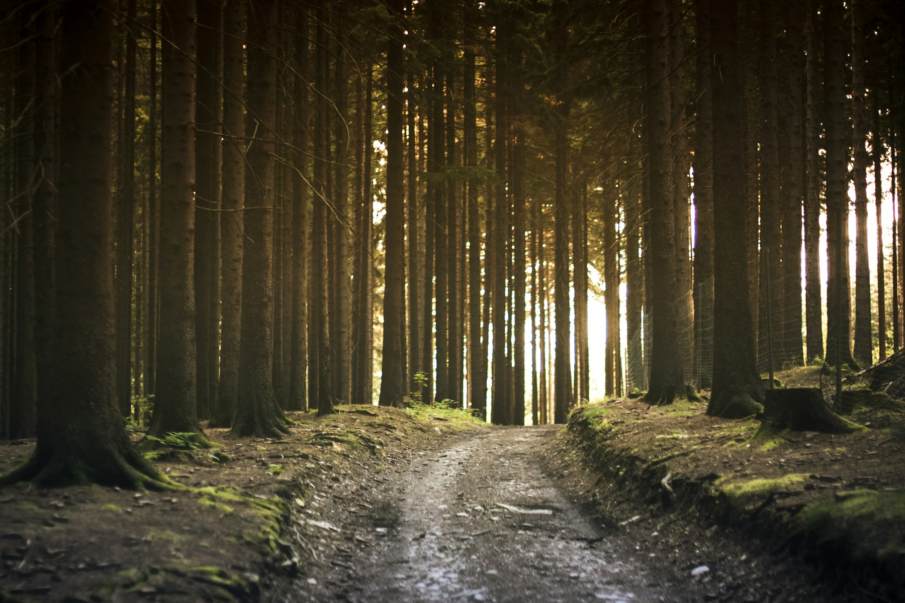 Sunlit woodland path, illustrating hope when life hurts.